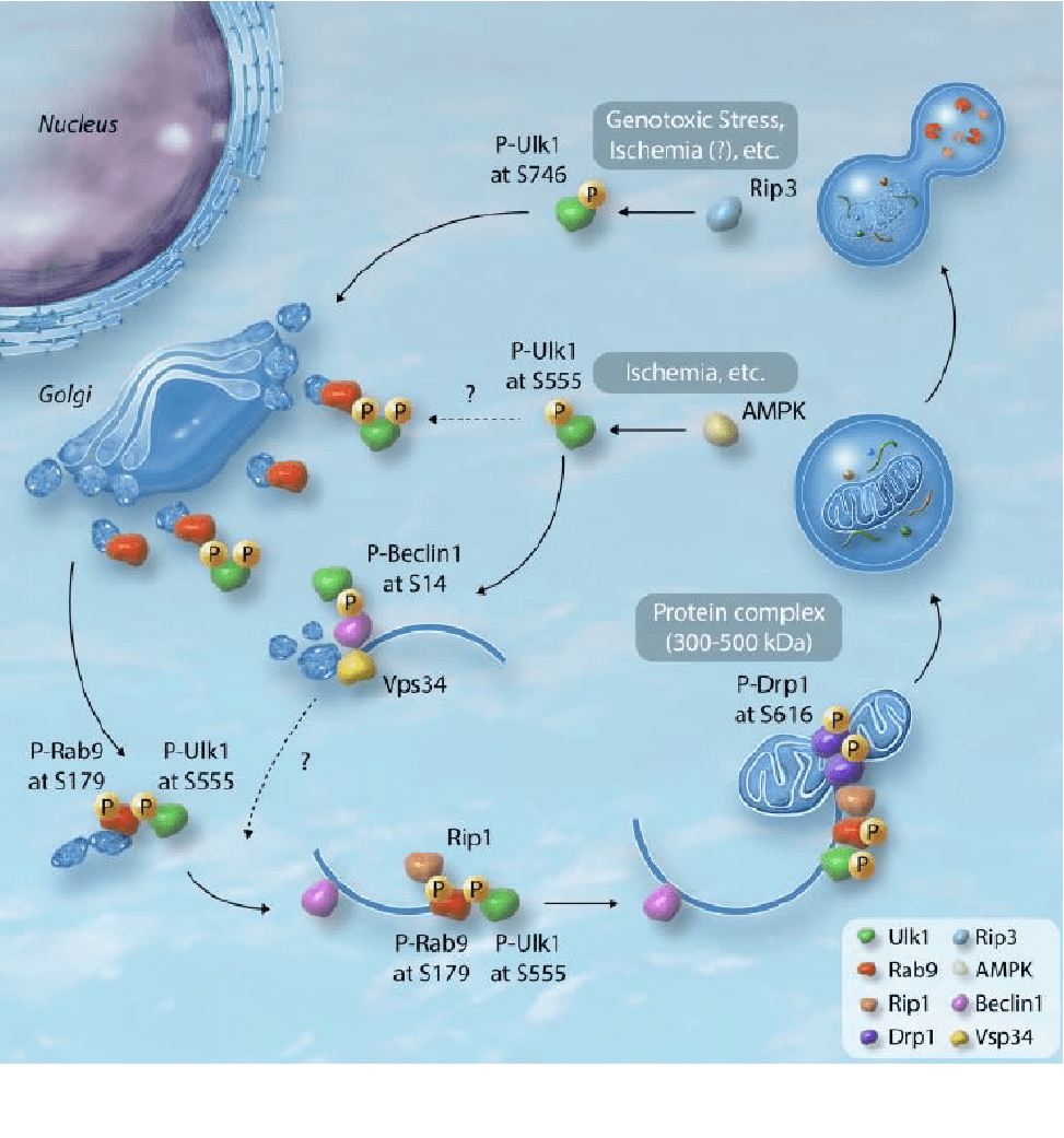 (Saito et al. Cardiovasc Res. 2020 in modification.)